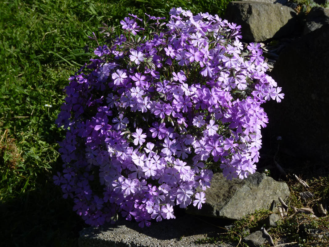 Phlox subulata 'Purple Beauty' photo